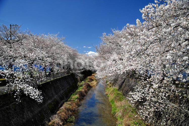 三沢川さくら回廊② 桜,春,桜並木の写真素材