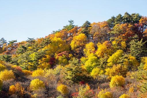 潟沼の秋⑻ 秋,紅葉,黄葉の写真素材