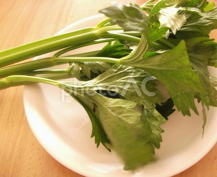 朝採りのセロリ  celery 食,食べ物,お野菜の写真素材