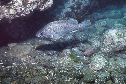 クロソイ クロソイ クロソイ,海,魚の写真素材