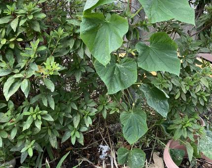 庭の緑 庭の緑 緑,きゅうり,葉の写真素材