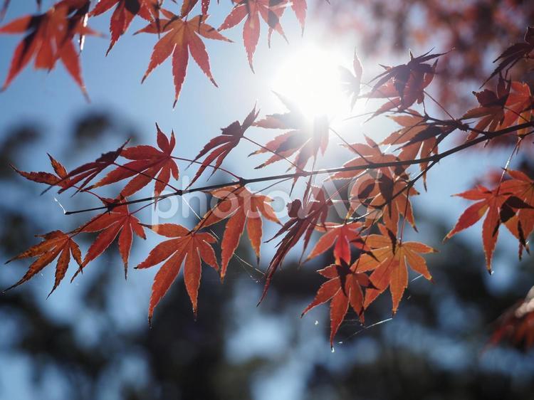 もみじ　秋のイメージ 秋イメージ,紅葉,もみじの写真素材