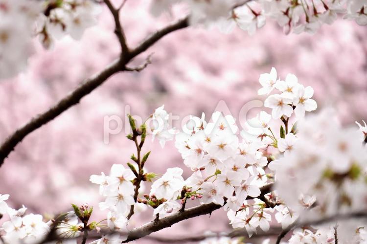 春の息吹、桜の淡い輝き さくら,桜,花の写真素材