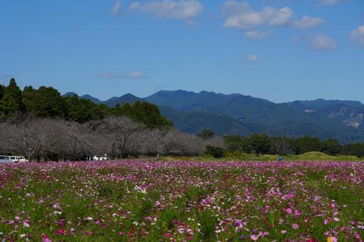 宮崎県西都市の西都原古墳群のコスモス 宮崎県,西都市,西都原古墳群の写真素材