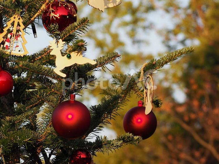 クリスマスツリー 風景,クリスマス,クリスマスツリーの写真素材