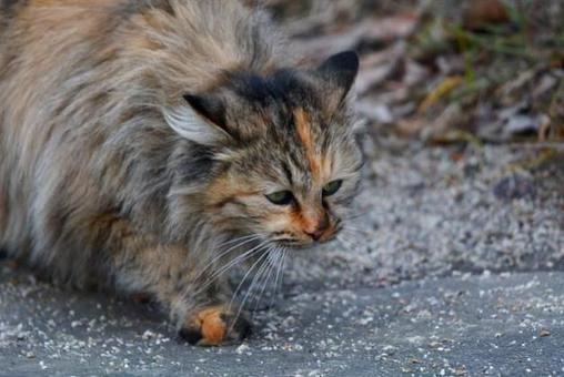 野良猫 野良猫の写真