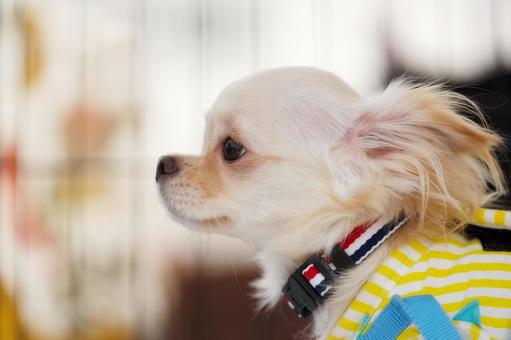 ワンコの横顔(保護犬) ワンコの横顔(保護犬) 犬,チワワ,可愛い犬の写真素材