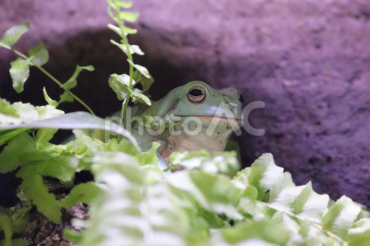 寝起きで草から生えたようなイエアメガエル イエアメガエル,カエル,ホワイトツリーフロッグの写真素材