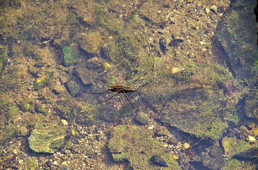 浅瀬のアメンボ アメンボ,水馬,飴坊の写真素材