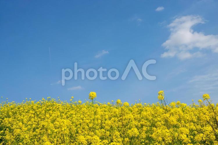 菜の花と青空① 菜の花,なのはな,ナノハナの写真素材