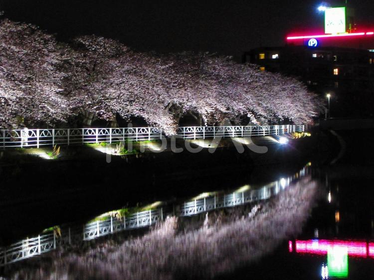 川辺の夜桜の夜景 サクラ,ライトアップ,さくらの写真素材