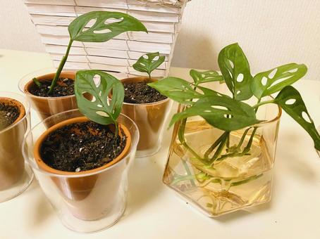 小さいモンステラ 小さいモンステラ モンステラ,観葉植物,みどりの写真素材