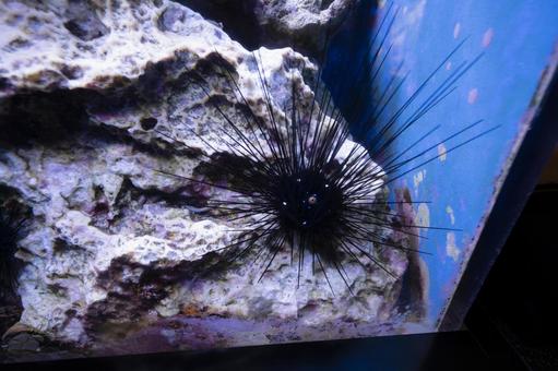 ガンガゼ ガンガゼ ガンガゼ,ウニ,生き物の写真素材