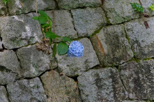 石垣に咲く青い紫陽花 石垣に咲く青い紫陽花の写真