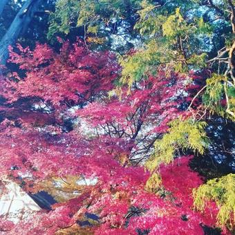 紅葉 紅葉の写真
