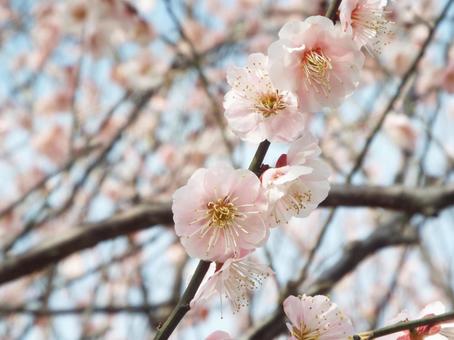 薄いピンクの梅① 薄いピンクの梅① 梅,ピンク,早春の写真素材