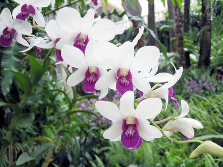 タイのお花 タイ王国,花,白い花びらの写真素材