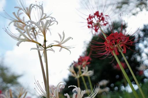 ヒガンバナ ヒガンバナの写真
