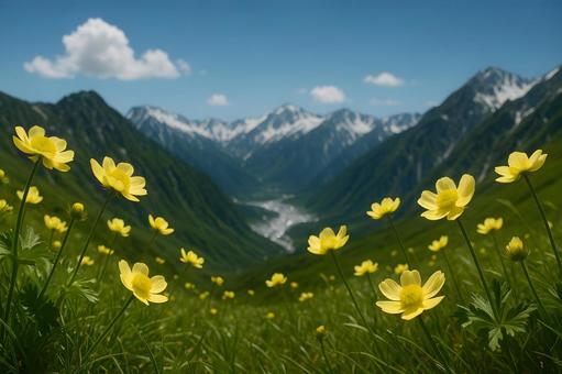 渓谷に咲く黄花畑 渓谷に咲く黄花畑の写真