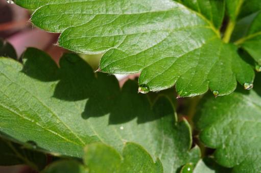 苺苗の葉水（マクロ撮影）05 苺,イチゴ,苺苗の写真素材