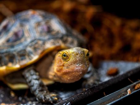Photo, chinese box turtle, box turtle, turtle, 