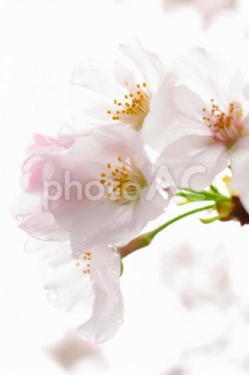 ソメイヨシノ（雨）６ さくら,桜,ソメイヨシノの写真素材