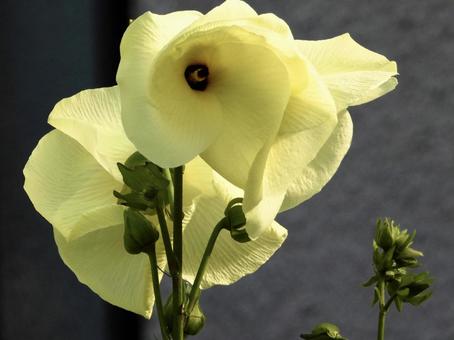 きれいな花 きれいな花の写真