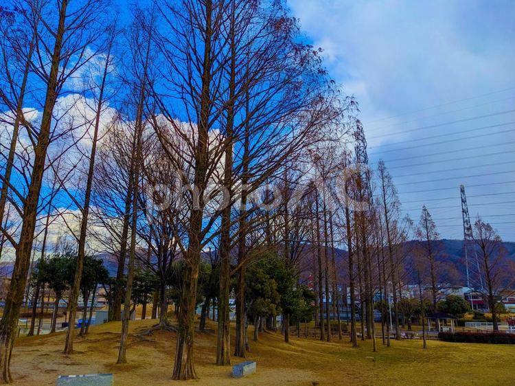メタセコイア 生駒山,枯れ木,花園中央公園の写真素材