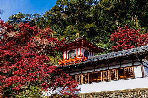紅葉風景 紅葉風景,紅葉,箕面の写真素材