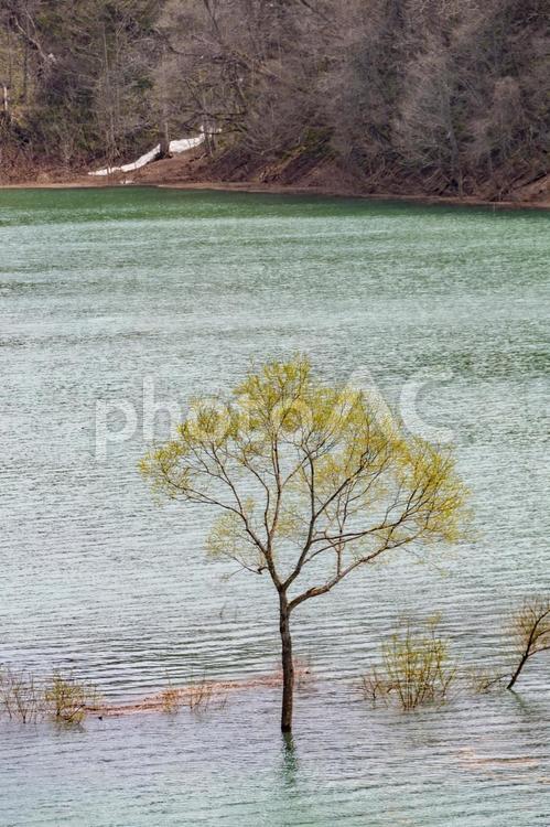 秋扇湖の水没林。日本、秋田 水没林,埋没林,水没の写真素材