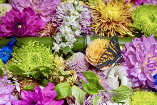 色とりどりの花と蝶が彩る華やかな花手水 色とりどりの花と蝶が彩る華やかな花手水 花手水,ダリア,菊の写真素材