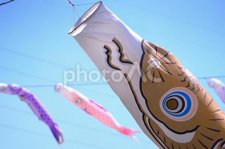 鯉のぼりのアップ 鯉のぼり,皐月,春の写真素材