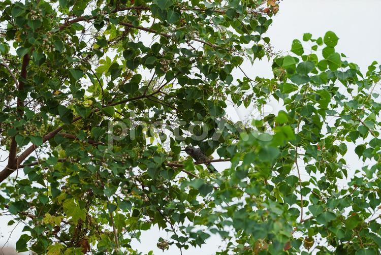 木陰で辺りの様子を伺うヒヨドリ ヒヨドリ,野鳥,鳥の写真素材