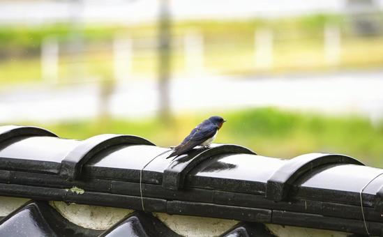 瓦の上のツバメくん 瓦の上のツバメくん 瓦,ツバメ,雨の写真素材
