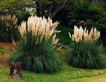 初秋の緑の公園のパンパスグラス 初秋の緑の公園のパンパスグラスの写真