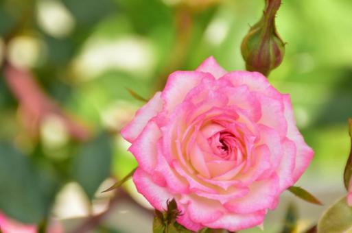 薔薇 薔薇の写真
