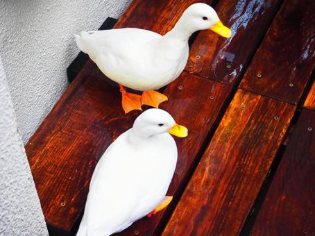 アヒルたち アヒル,小さい,飼育の写真素材