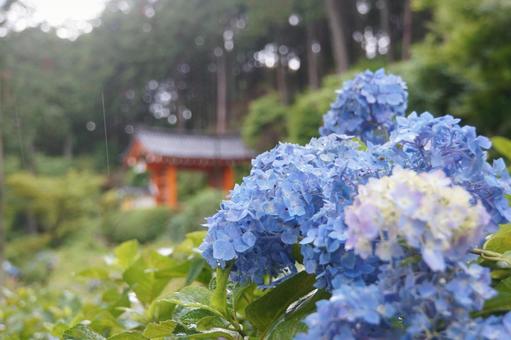 紫陽花 紫陽花の写真
