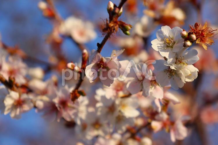 １月下旬の庭の十月桜の花 十月桜,桜,花の写真素材