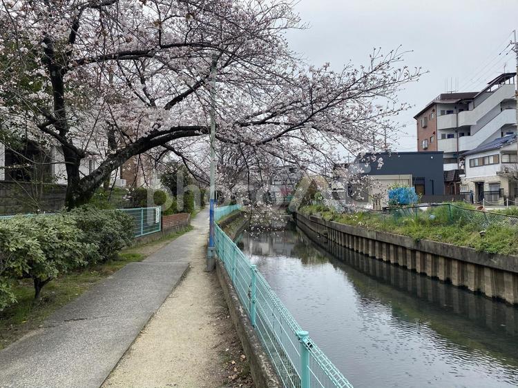 住宅街の春の花01 くもり,背景素材,川の写真素材