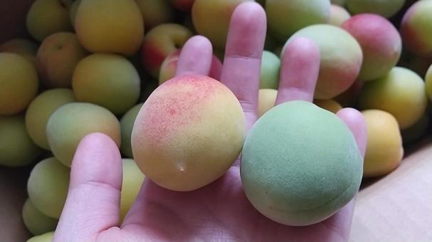 南高梅の熟度の違い 梅,南高梅,梅仕事の写真素材