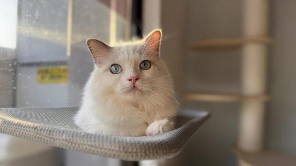 夕陽を浴びるラグドールの子猫 猫,ペット,かわいいの写真素材