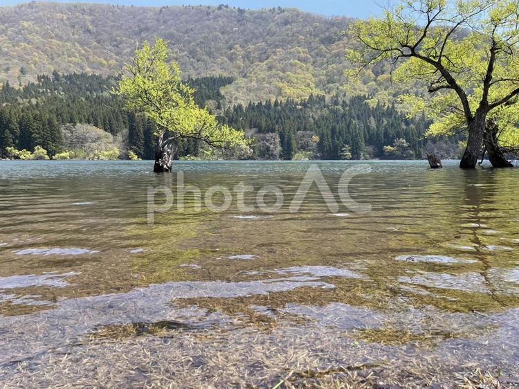 揺れる水辺の緑 湖,北竜湖,新緑の写真素材