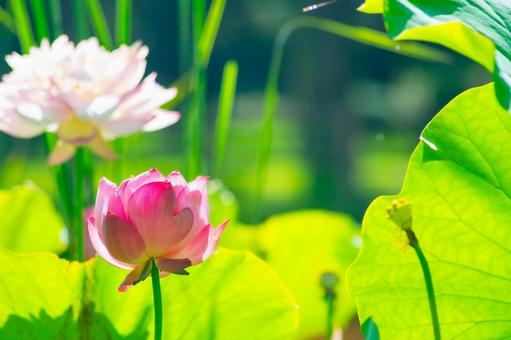 蓮の花の風景 蓮の花の風景 蓮,花,植物の写真素材