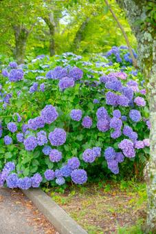 鮮やかな紫陽花の群生 アジサイ,紫陽花,花の写真素材