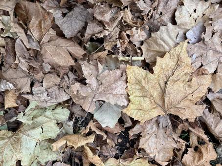 地面に積もった枯れ葉のテクスチャ﻿ 落ち葉,枯れ葉,落葉の写真素材