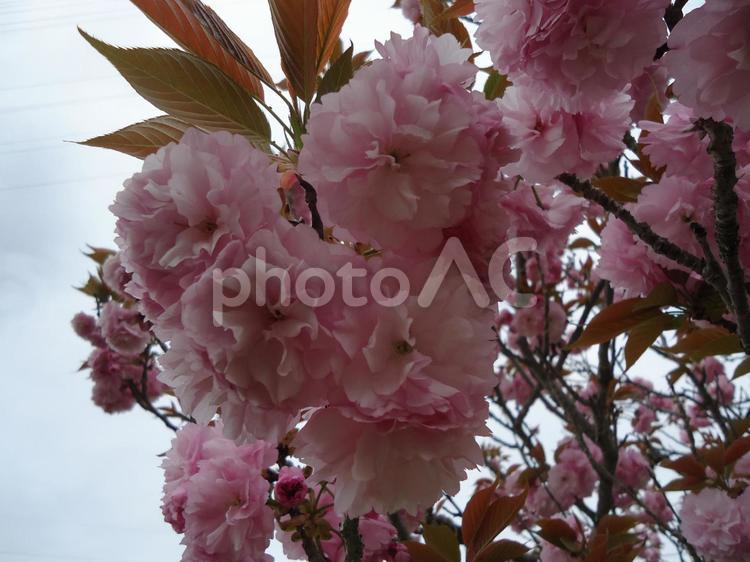 八重桜　やえざくら　ヤエザクラ　カンザン さくら,しょくぶつ,やえざくらの写真素材