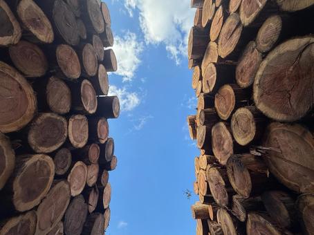輸出木材 杉,丸太,山積みの写真素材
