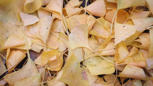 散り敷くイチョウの葉 イチョウ,落葉,葉の写真素材