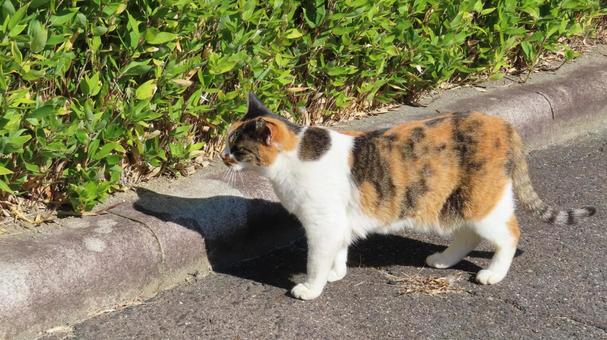 パトロールで植込みに何かの気配を感じる猫 三毛猫,猫,パトロールの写真素材